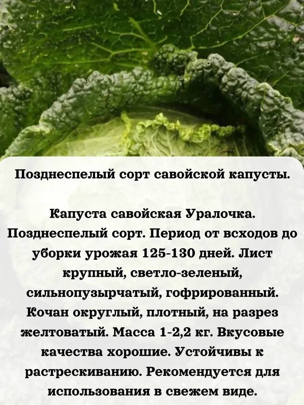 Семена Набор савойская капуста 2 шт