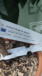 Апельсин "Biondo di Caulonia"