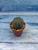 Euphoria Obesa (Эуфорбия)