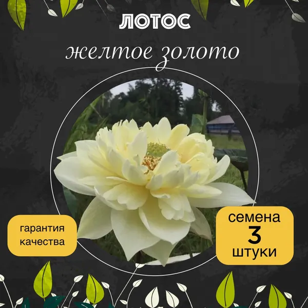 Лотос орехоносный "Желтое золото" семена 3 штуки