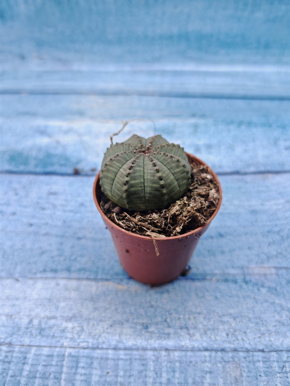 Euphoria Obesa (Эуфорбия)