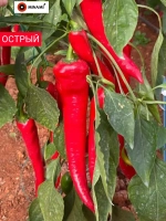 Перец острый Михас F1 15шт.