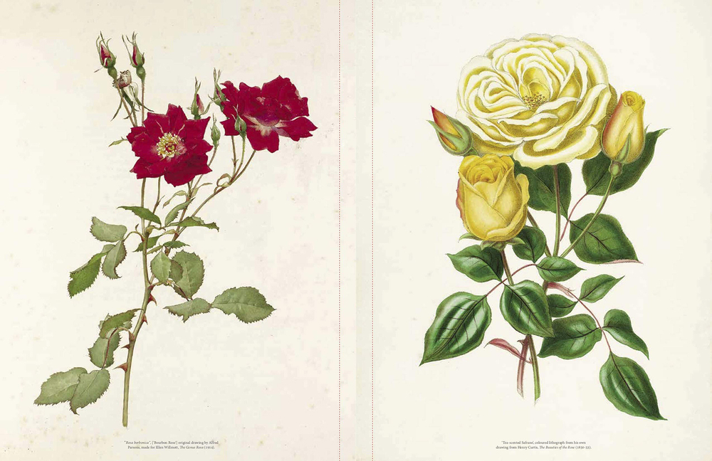 The Rose: The History of the World's Favourite Flower Told Through 40 Extraordinary Roses