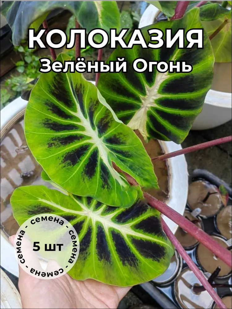 Колоказия "Зеленый огонь" — семена, 5 шт.