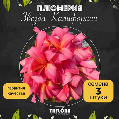 Плюмерия "Звезда Калифорнии" семена 3 штуки