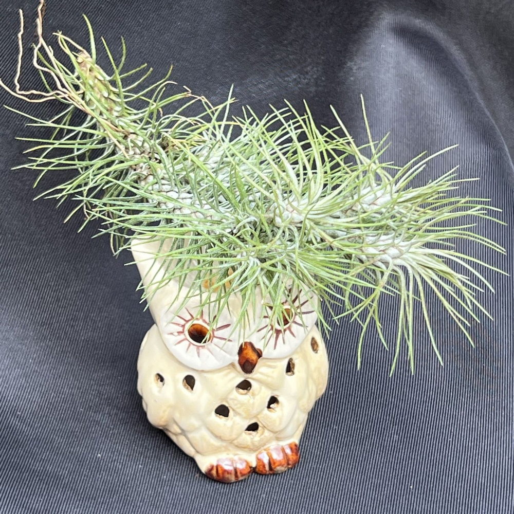 Тилландсия Фанкиана Funckiana var. recurvifolia, атмосферное растение