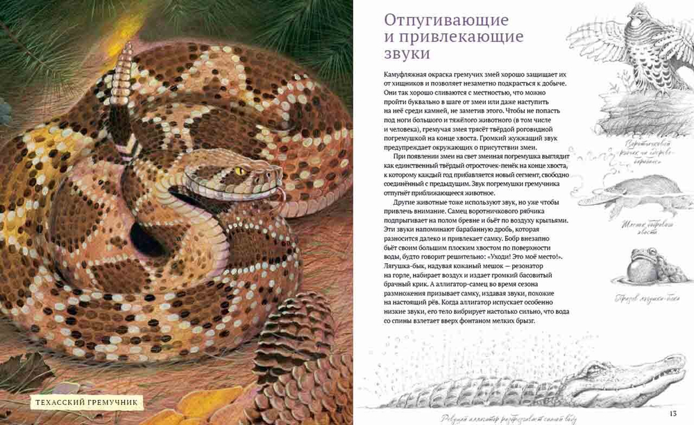 Посмотри на меня! Шоу диких животных