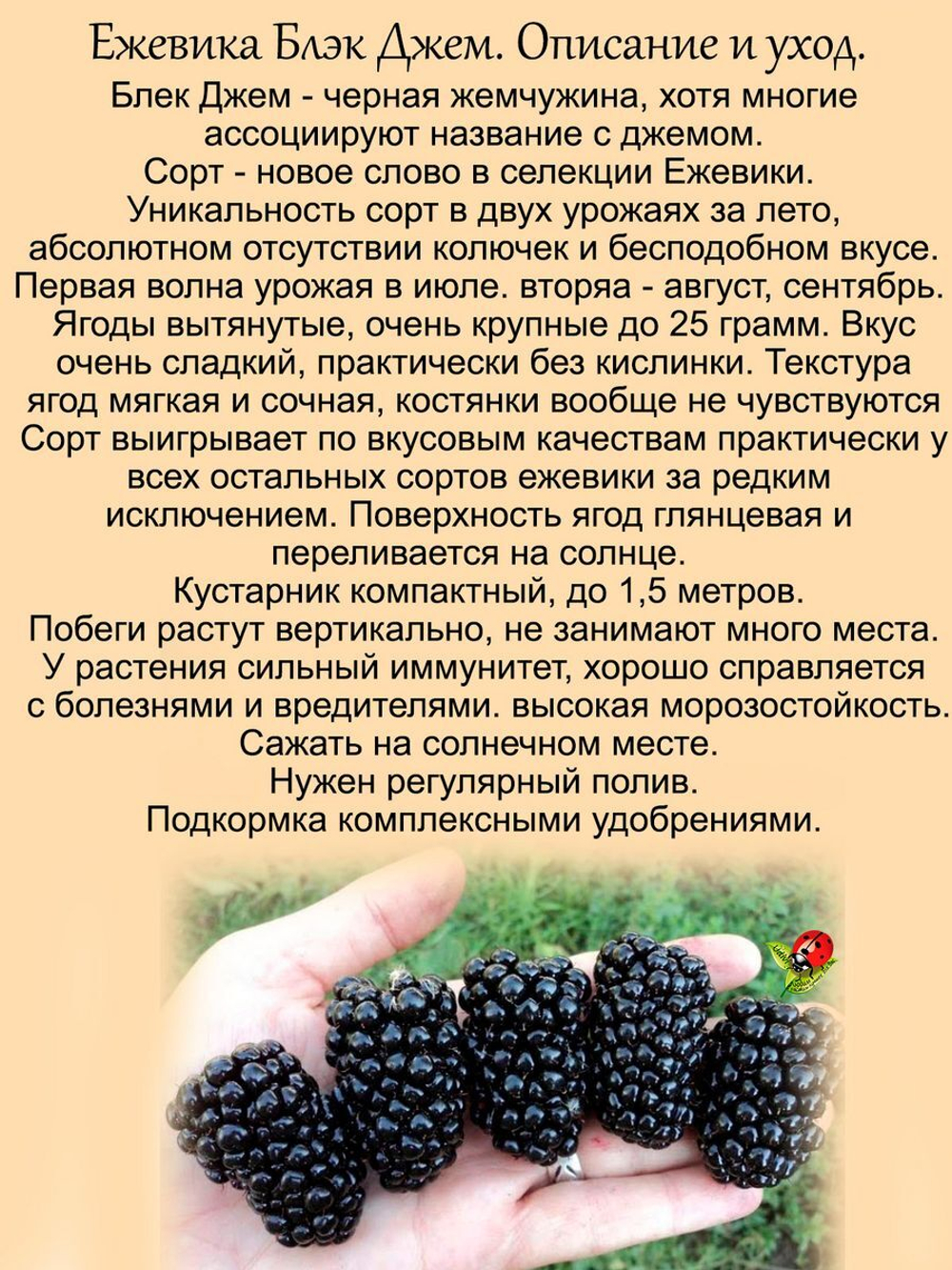 Ежевика Блек Джем ремонтантная Черная Жемчужина