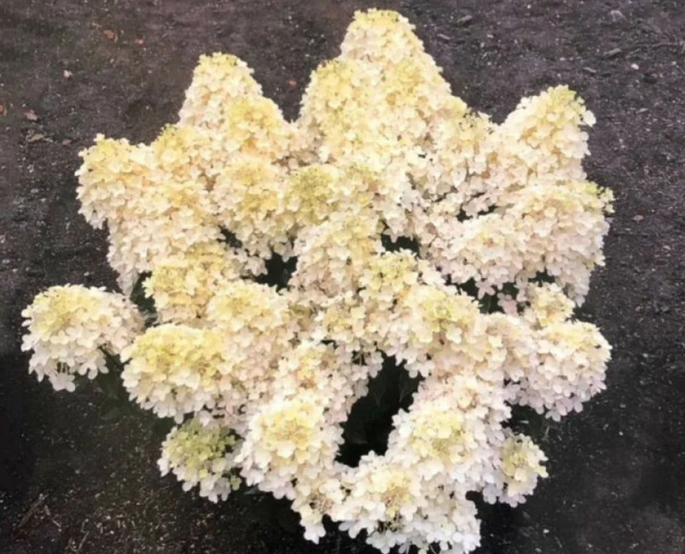 Гортензия метельчатая Милк энд Хани- Молоко и Мёд (Hydrangea paniculata `Milk and Honey`)
