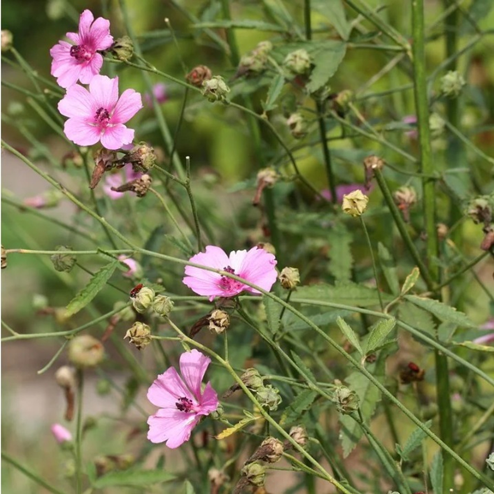 Алтей коноплевый. Althaea cannabina.
