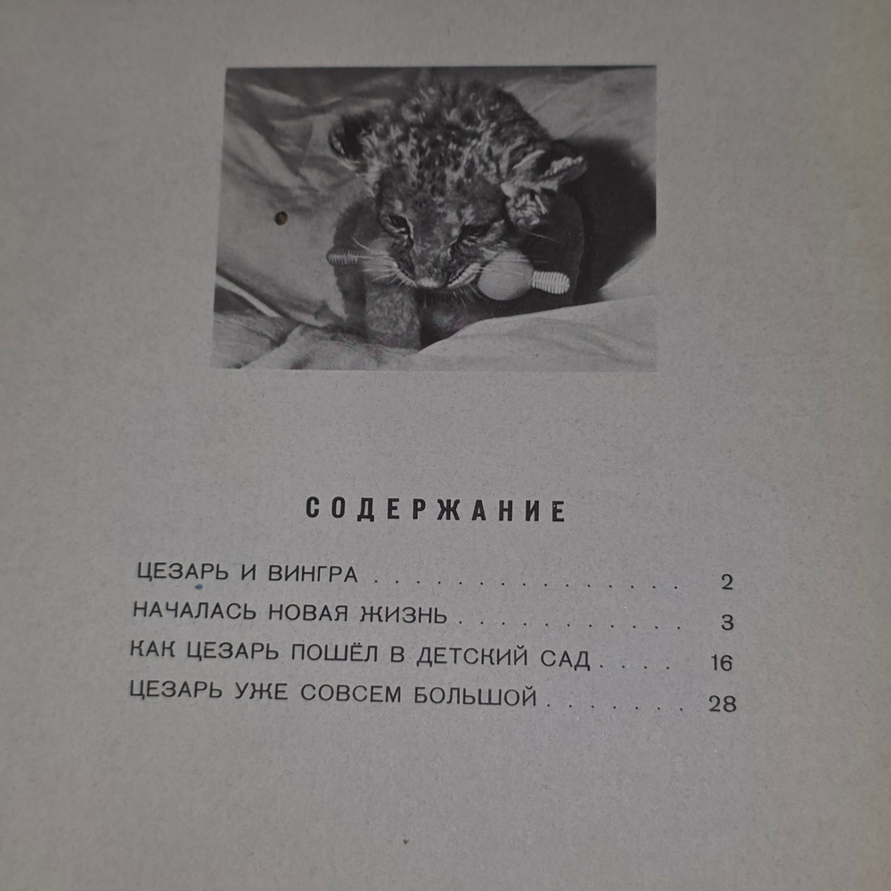 Книга "Львенок Цезарь"