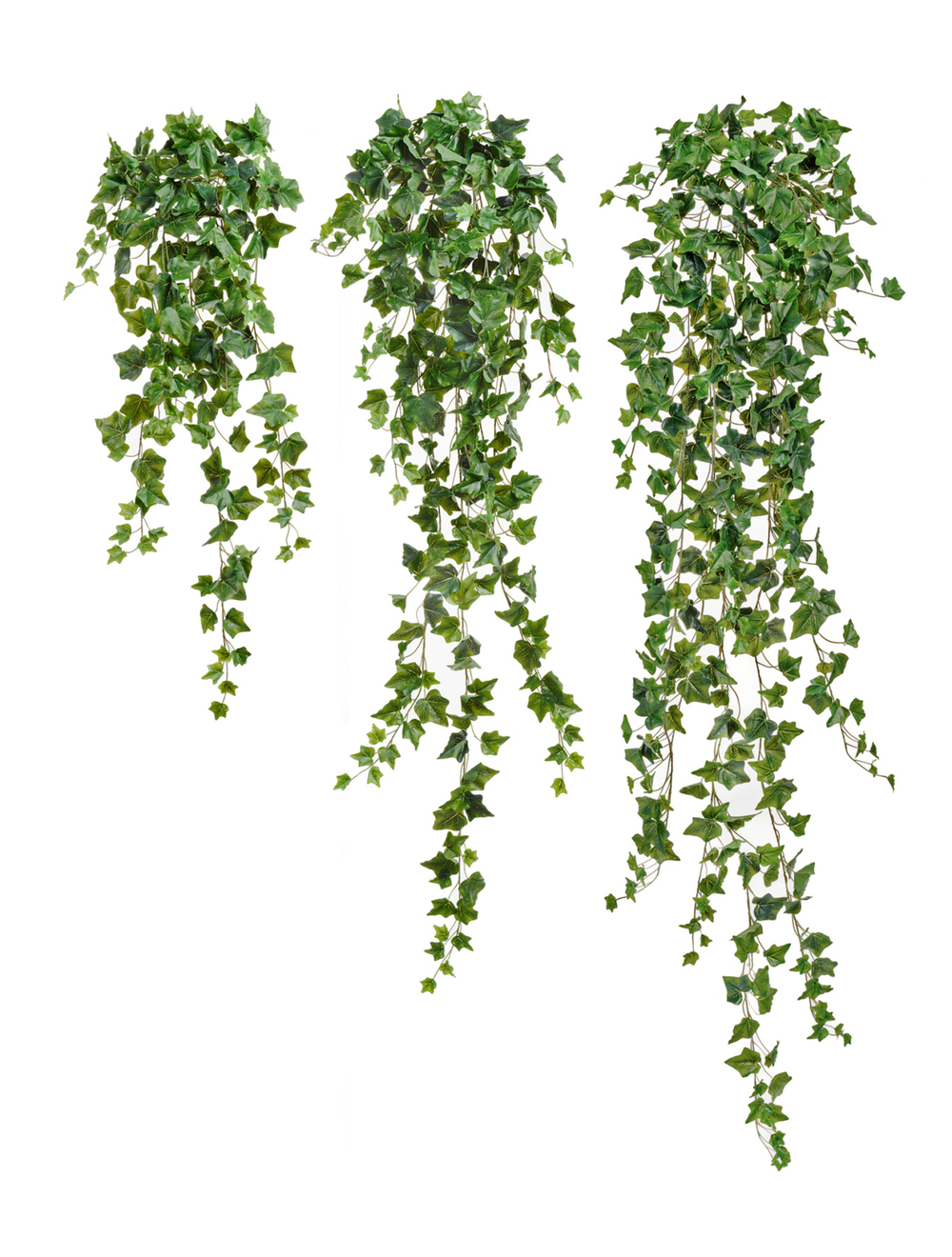Английский плющ Олд Тэмпл зелёный в-135 см (303 листа) (Sensitive Botanic) 4/24