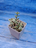 Portulacaria Afra Variegata (Портулакария)