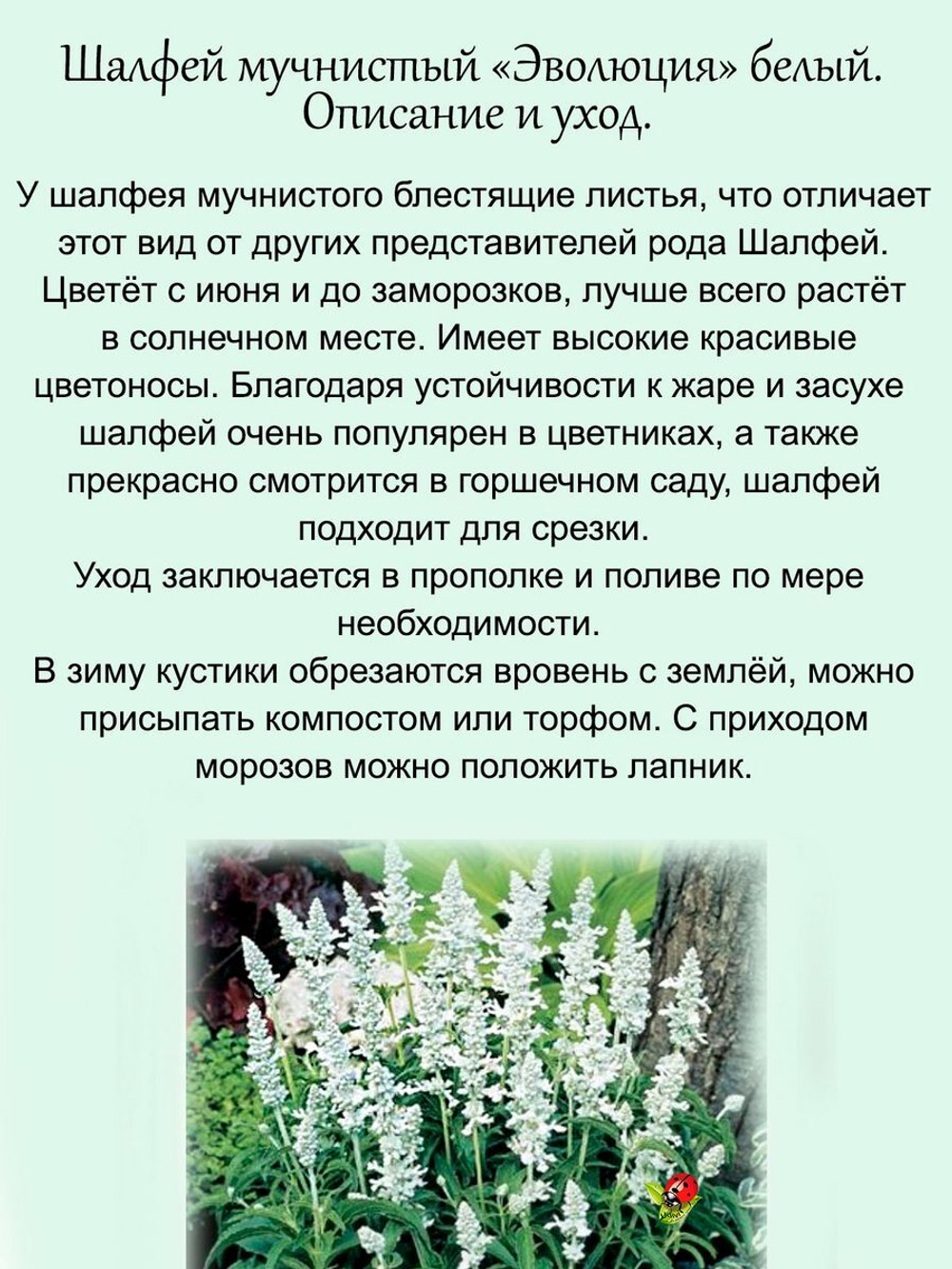 Шалфей Эволюция белый мучнистый Сальвия