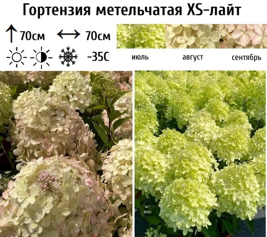 Гортензия метельчатая XS-лайт С5 наличие 2026