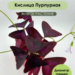 ЛУКОВИЧНЫЕ