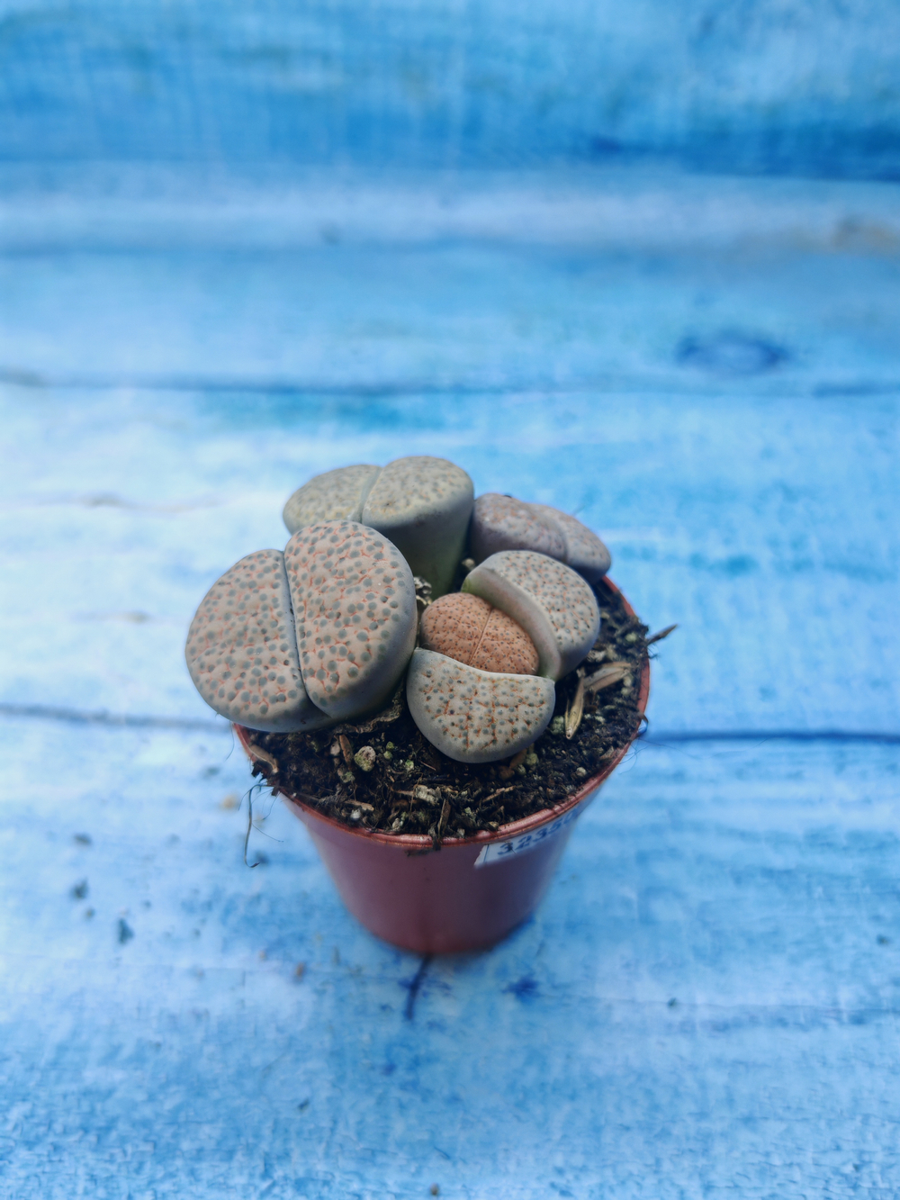 Lithops sp. (Литопсы)