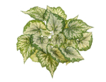 Бегония куст крупнолистная св.зелёная большая (Sensitive Botanic) в-35 см, 23 листа 6/48 20.1068LGR