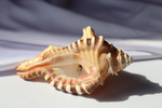 Циматиум перри (Cymatium perryi) 11 см., 1шт.