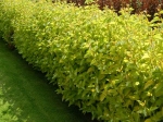 Дерен белый «Ауреа» (Cornus alba «Aurea»)