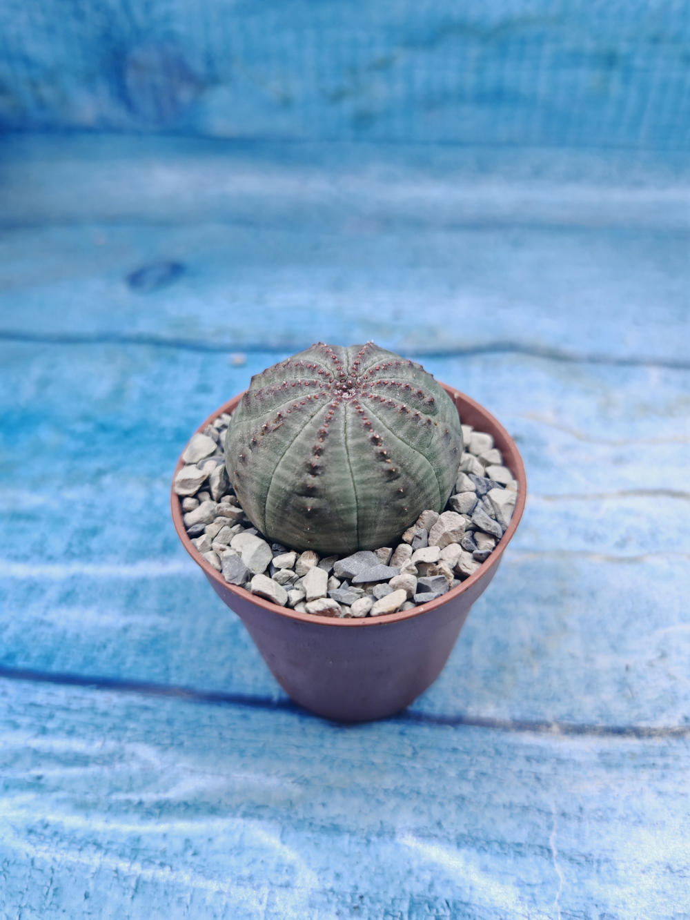 Euphoria Obesa (Эуфорбия)