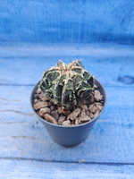 Astrophytum Myriostigma Fukuryu (Астрофитум)