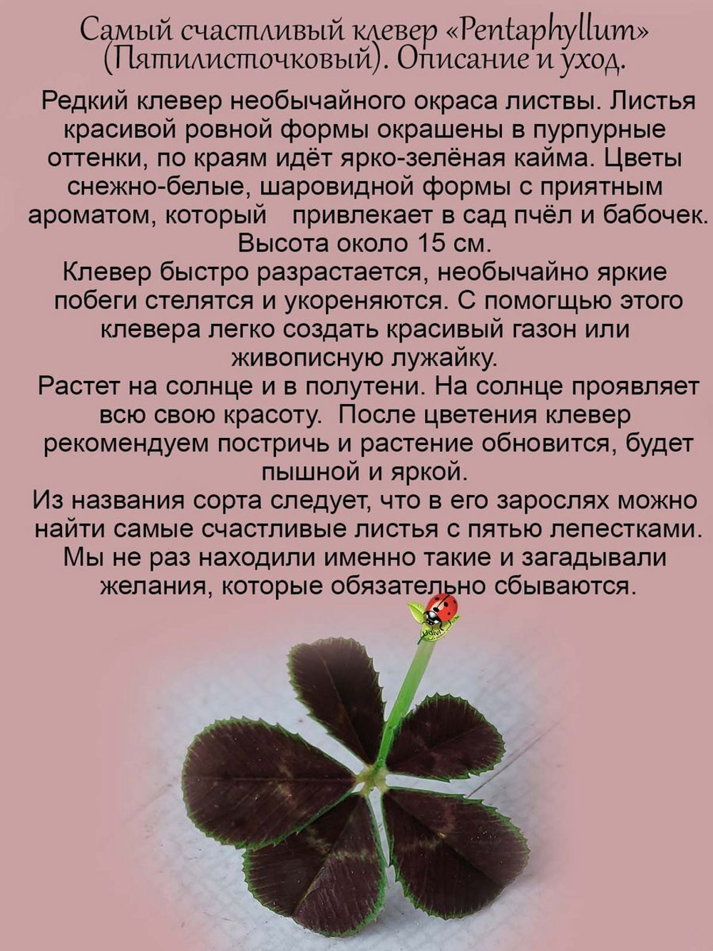 Клевер Пентафиллум самый счастливый многолетний