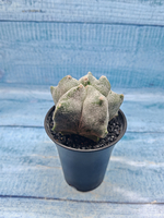 Astrophytum Myriostigma monstrosa (Астрофитум)