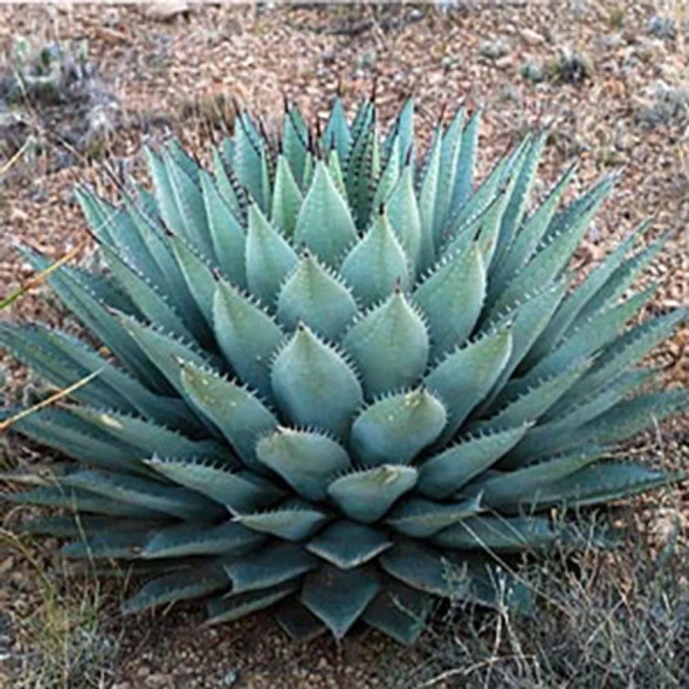 Агава паррасская (Agave Parrasana) семена