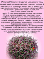 Оттона Рубиновое ожерелье суккулент ампельный