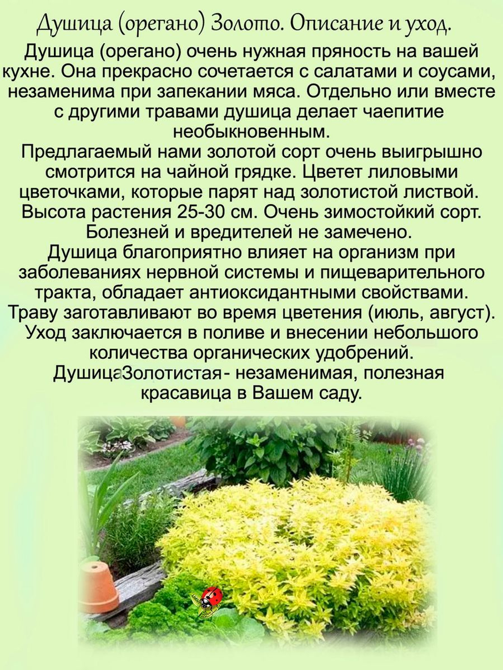 Душица Золото (орегано) пряность многолетняя