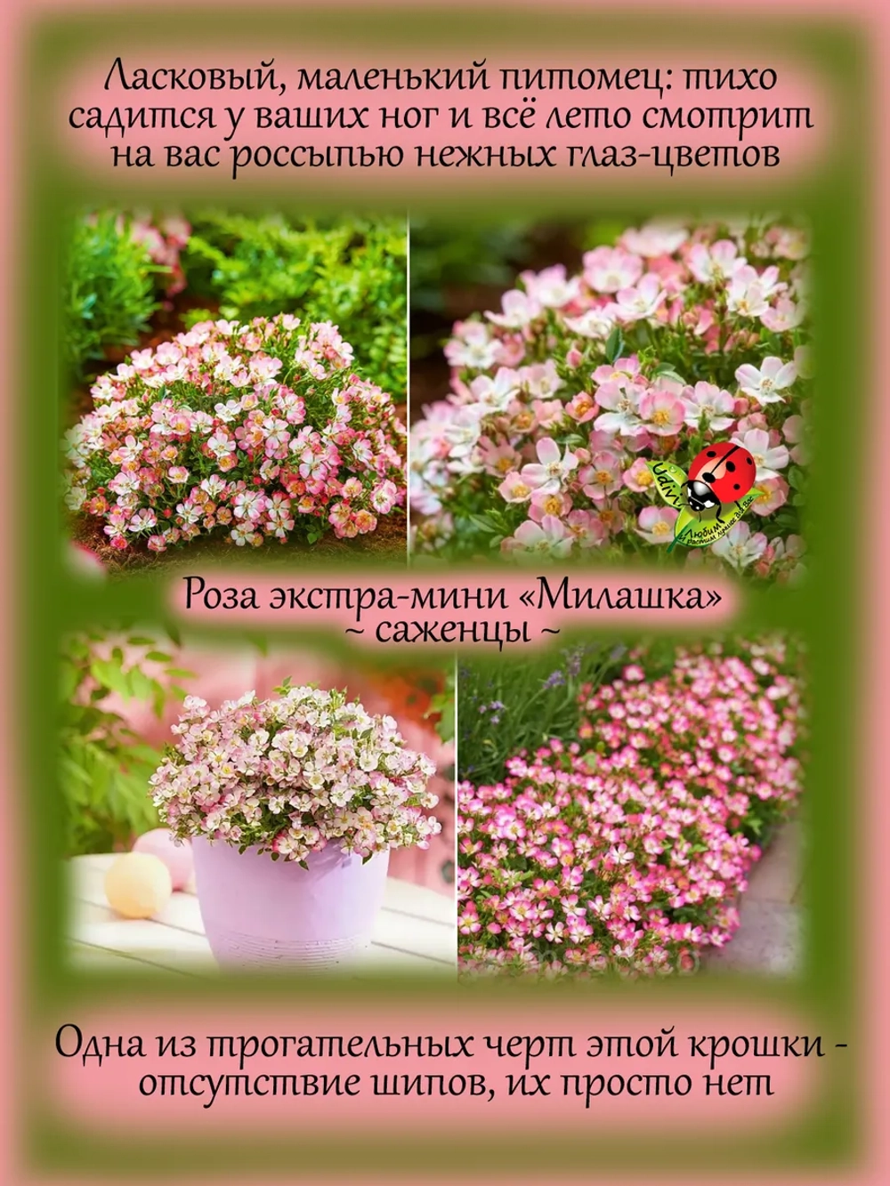 Роза Милашка экстра мини Кьюти Пай