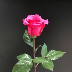 Роза сорт V. I. Pink, плантация Tessa