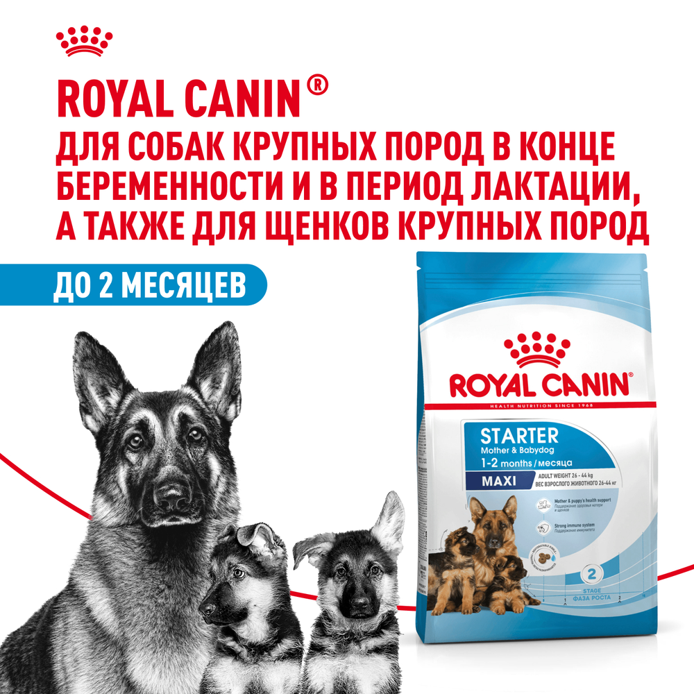 Royal Canin Maxi Starter Макси Стартер мазэ энд бэбидог Корм для щенков крупных пород до 2-х месяцев беременных и кормящих собак 15кг