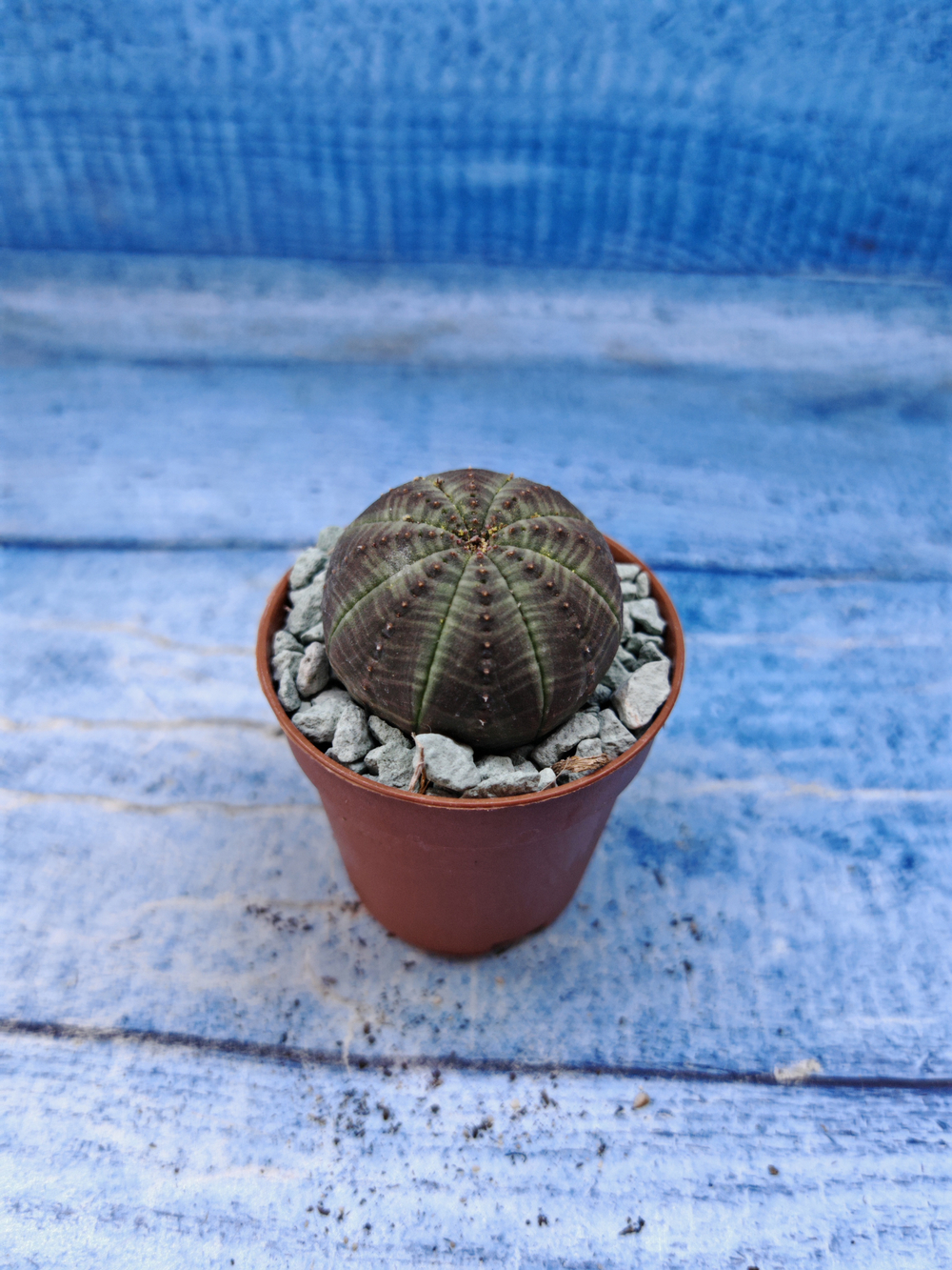 Euphorbia Obesa (Эуфорбия)