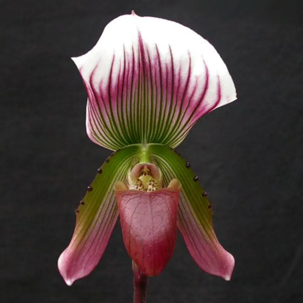 Орхидея Пафиопедилум (Paphiopedilum Callosum)