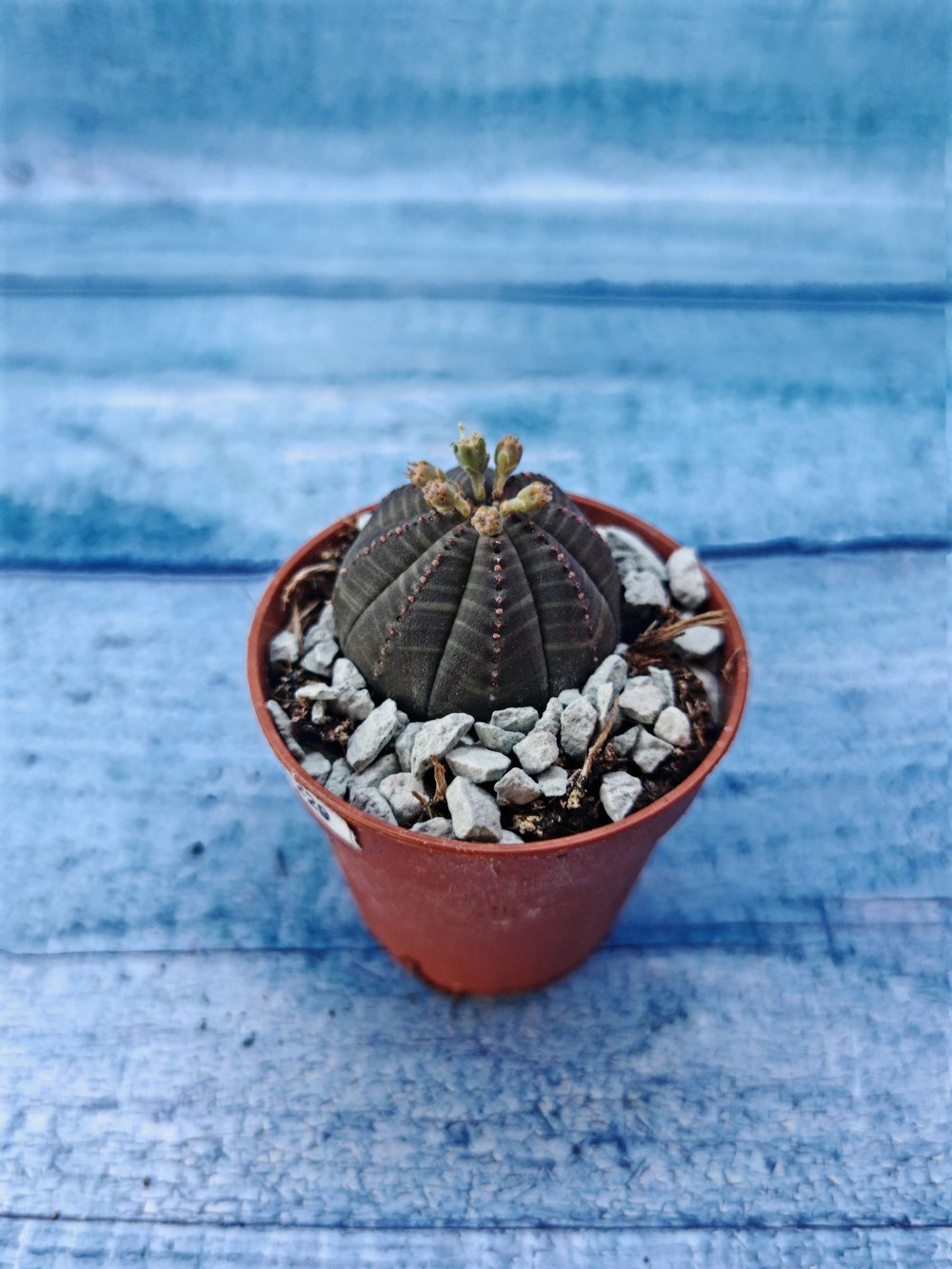 Суккулент Euphorbia Obesa (Эуфорбия)