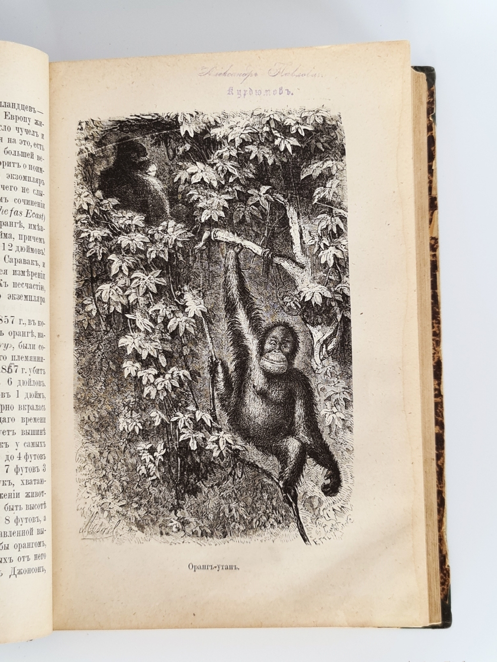 "Малайский архипелаг: Страна оранг-утана и райской птицы". А.Р.Уоллес. 1872 г. - антикварное издание