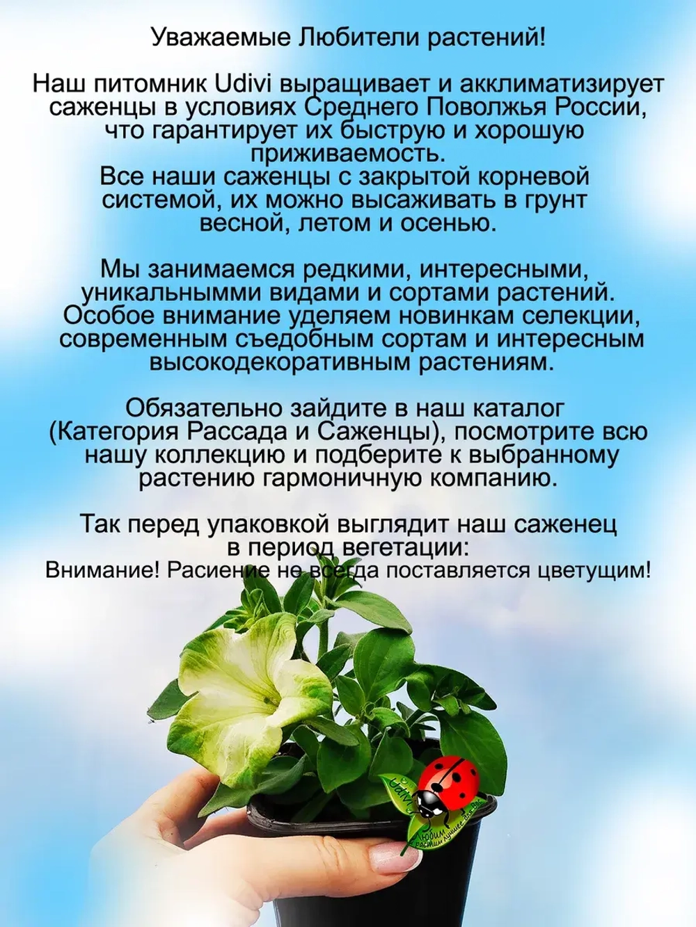 Петуния Фисташковый крем