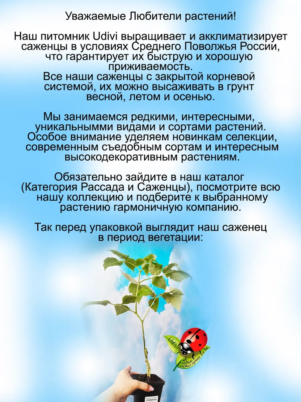 Малина Роялти пурпурная сладкая