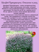 Шалфей Пурпурасценс фиолетовый вариегатный