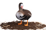 Белолобый гусь Softplast 3D ЖИВОЕ ПЕРО мод. BS-3D-UV