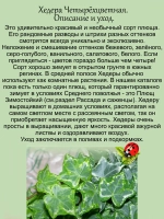 Хедера Мятный колибри Хеликс минт четырехцветная
