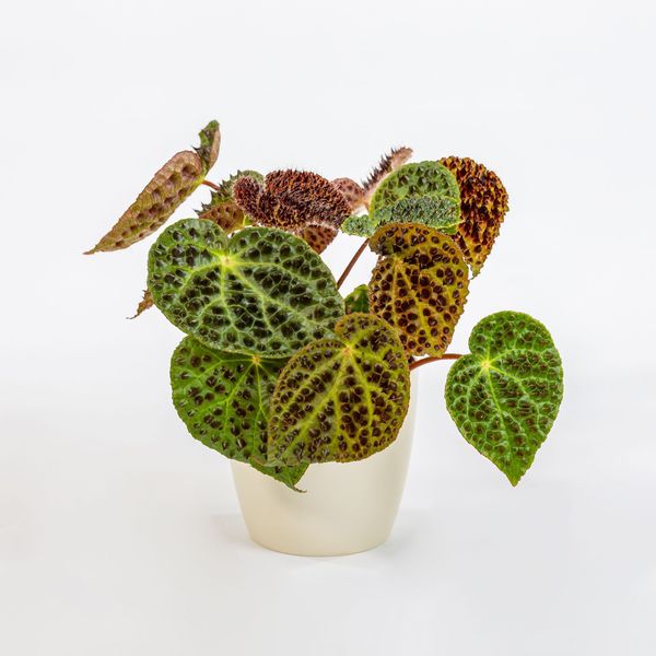 Бегония, похожая на кактус 🌵