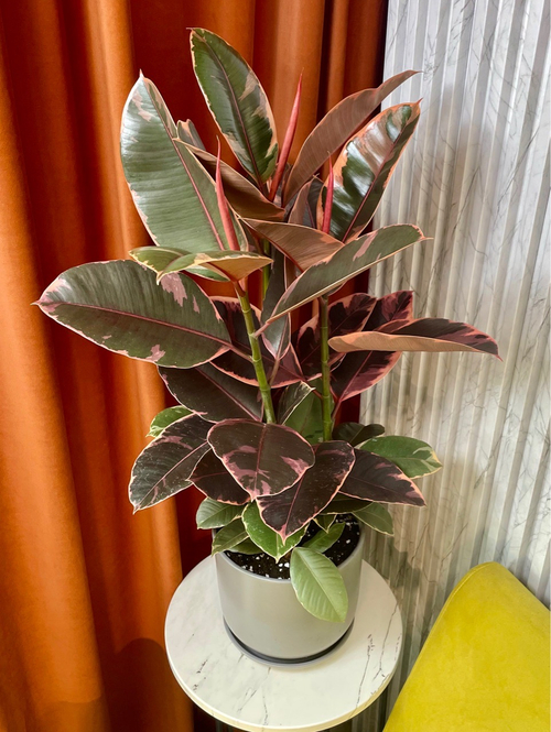 Фикус Эластика Белиз 3в1 в керам.горшке, D22см Н70см, 1шт, Urban Jungle