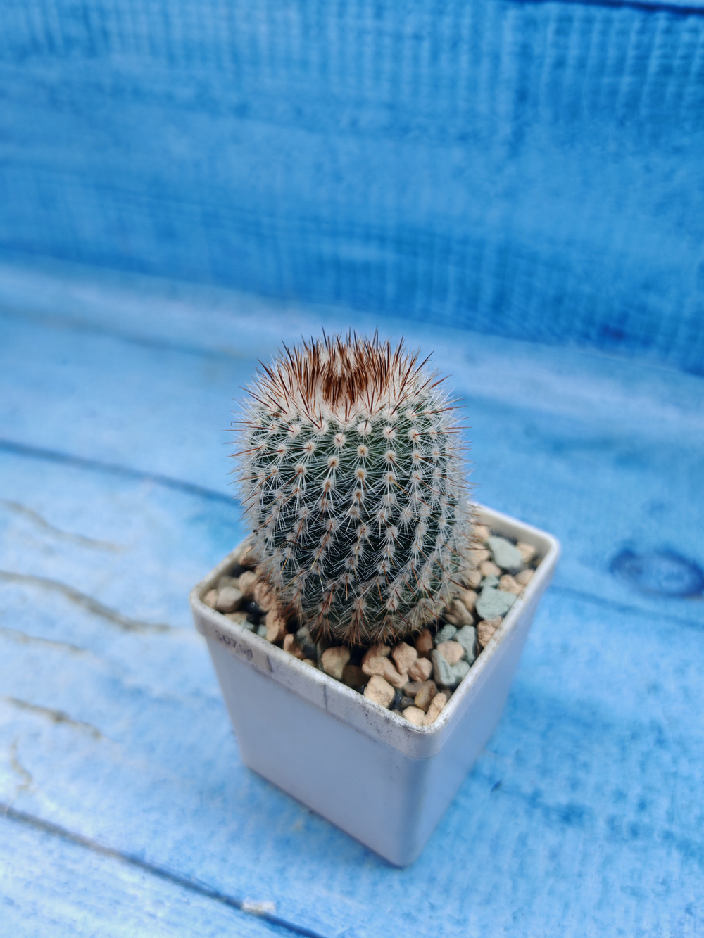 Notocactus Scopa (Нотокактус)