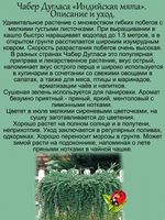 Чабер Дугласа Индийская мята пряность