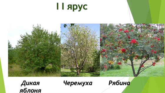 Гербарий "Дикорастущие растения"