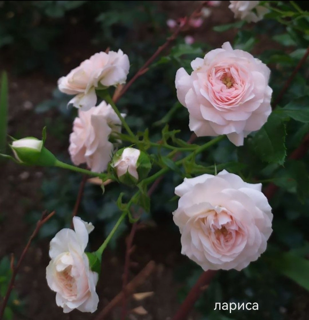 Роза Лариса (Larissa)