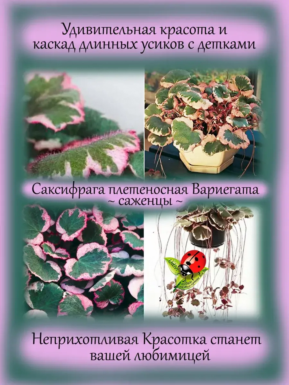 Камнеломка Саксифрага плетеносная Вариегата